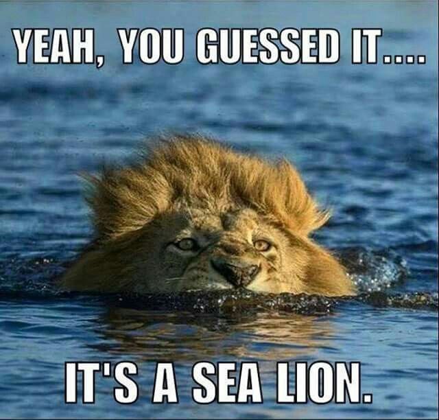 YEAH, YOU GUESSED IT.... IT'S A SEA LION.
