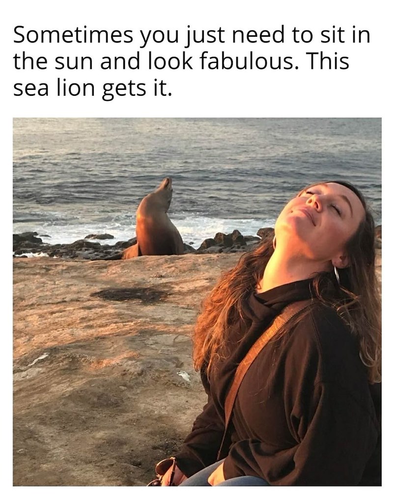 Sometimes you just need to sit in the sun and look fabulous. This sea lion gets it.