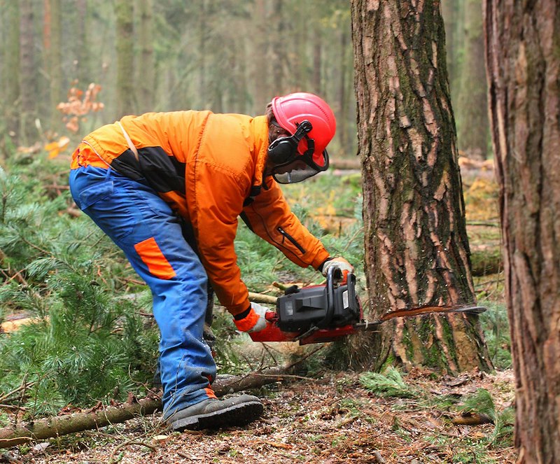 Lumberjack uses a chainsaw to cut a huge part of a century-old tree.