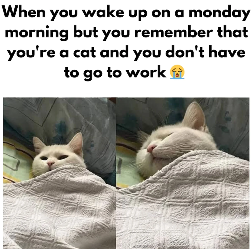 When you wake up on a monday morning but you remember that you're a cat and you don't have to go to work