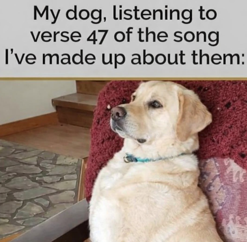 My dog, listening to verse 47 of the song I've made up about them: