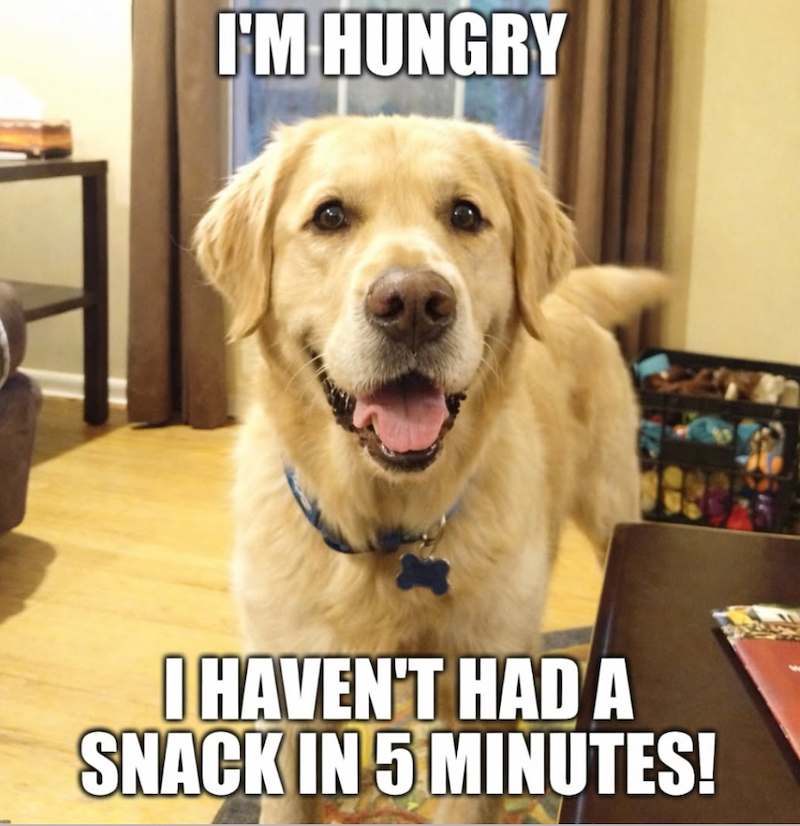 I'M HUNGRY I HAVEN'T HAD A SNACK IN 5 MINUTES!