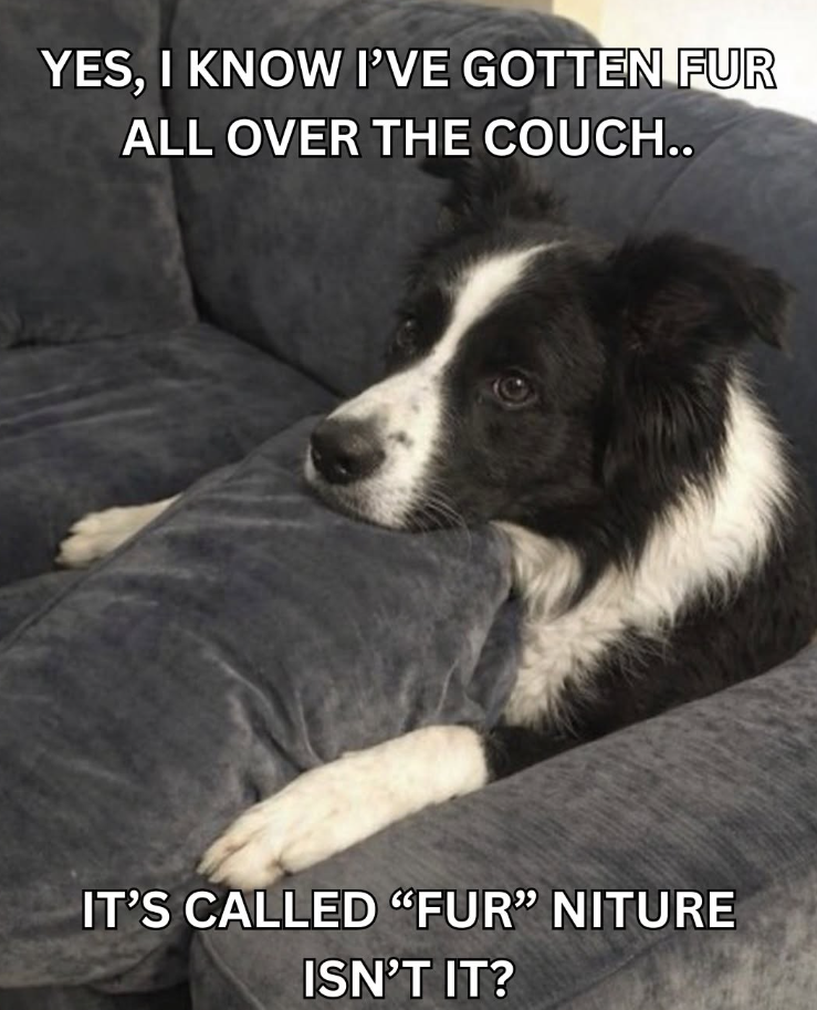 YES, I KNOW I'VE GOTTEN FUR ALL OVER THE COUCH.. IT'S CALLED "FUR" NITURE ISN'T IT?