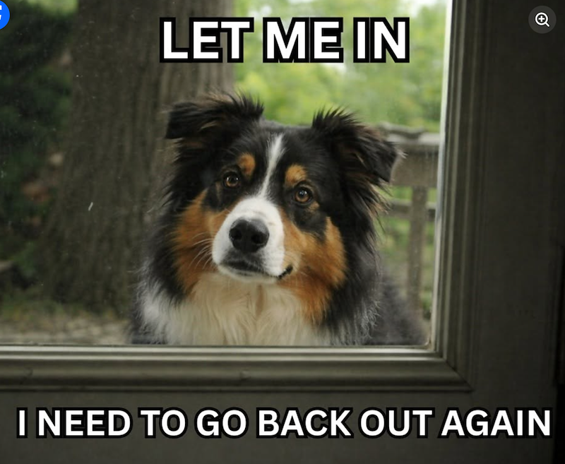LET ME IN I NEED TO GO BACK OUT AGAIN