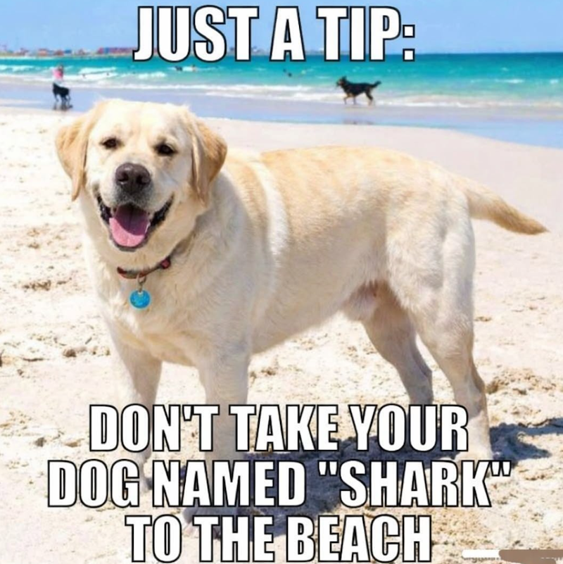 JUST A TIP: DON'T TAKE YOUR DOG NAMED "SHARK" TO THE BEACH