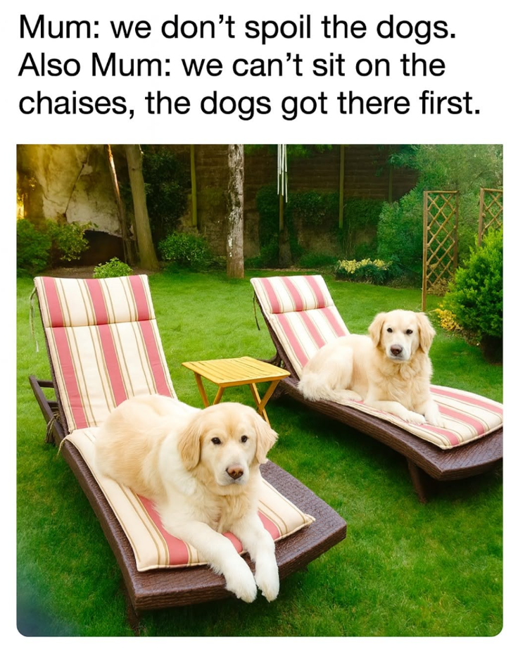Mum: we don't spoil the dogs. Also Mum: we can't sit on the chaises, the dogs got there first.