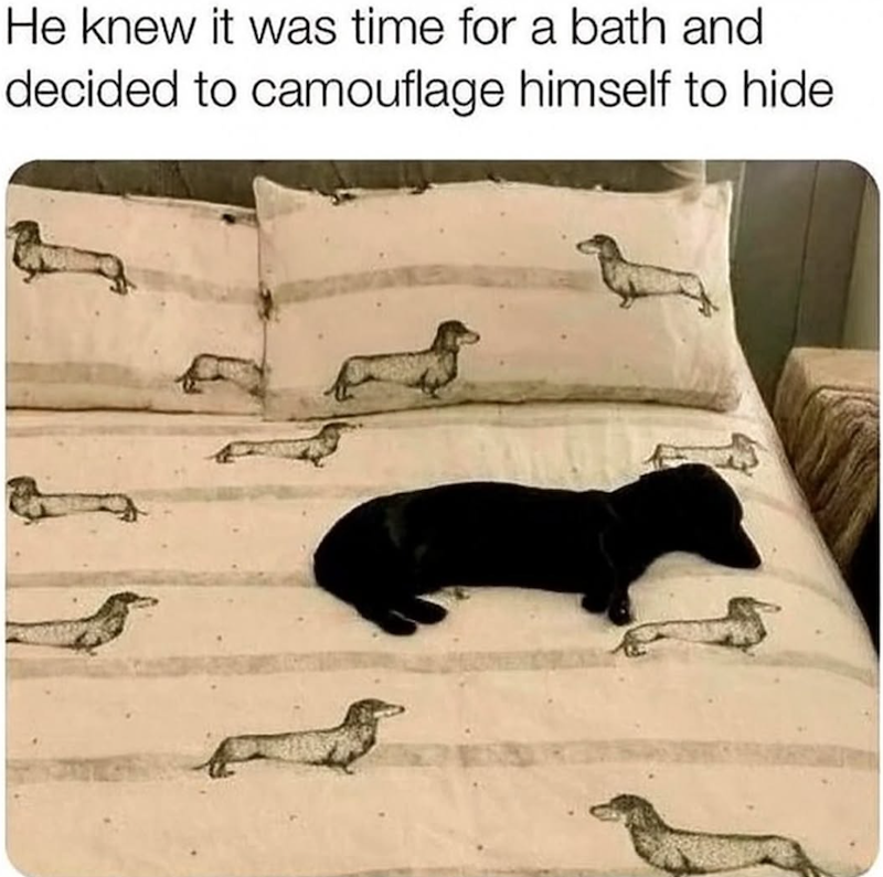 He knew it was time for a bath and decided to camouflage himself to hide