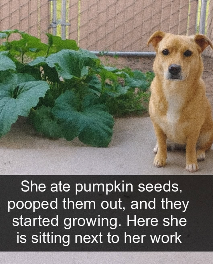 She ate pumpkin seeds, pooped them out, and they started growing. Here she is sitting next to her work