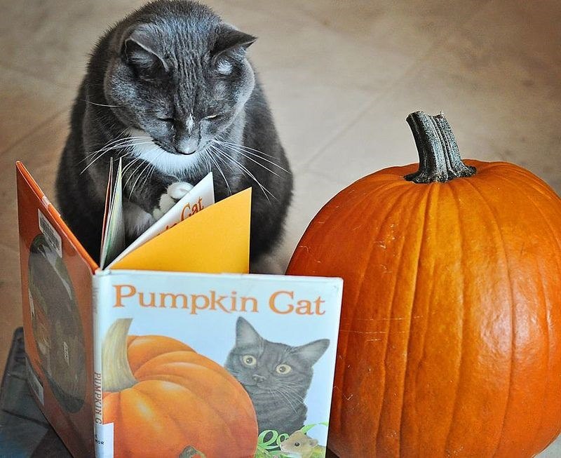 Cat Pumpkin Gat PUMPKIN C OR