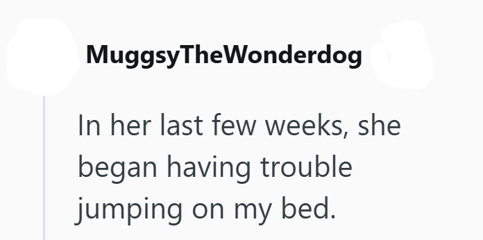 MuggsyTheWonderdog In her last few weeks, she began having trouble jumping on my bed.