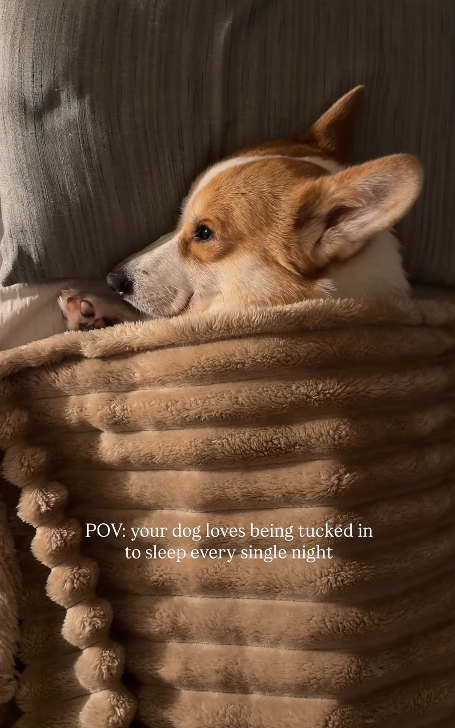 POV: your dog loves being tucked in to sleep every single night