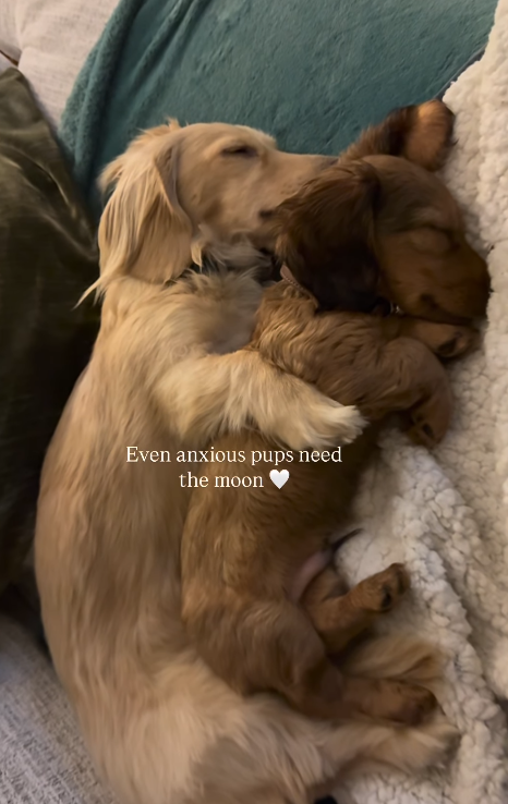 Even anxious pups need the moon