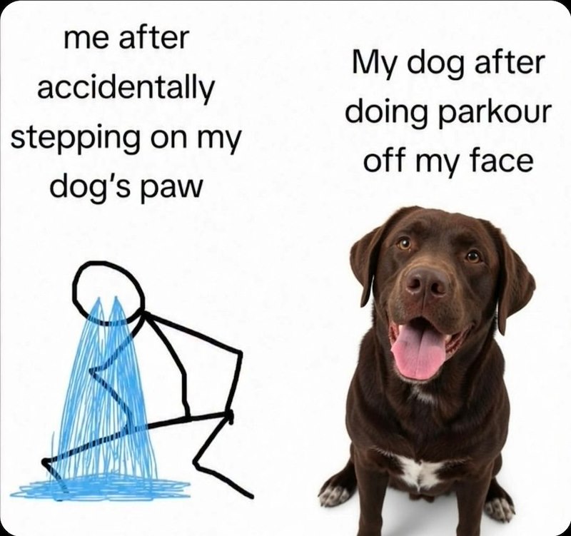 me after accidentally stepping on my dog's paw My dog after doing parkour off my face