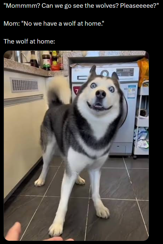 "Mommmm? Can we go see the wolves? Pleaseeeee?" Mom: "No we have a wolf at home." The wolf at home: C 10 7