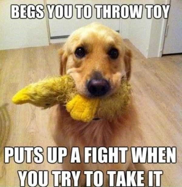 BEGS YOU TO THROW TOY PUTS UP A FIGHT WHEN YOU TRY TO TAKE IT