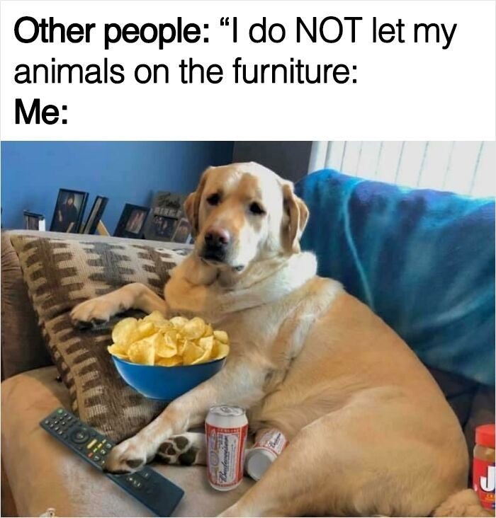 Other people: "I do NOT let my animals on the furniture: Me: EIL MIRE