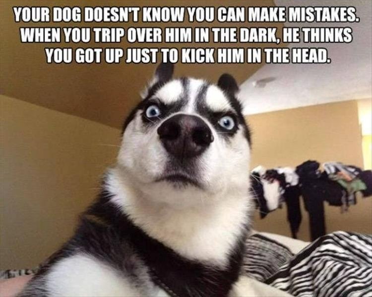 YOUR DOG DOESN'T KNOW YOU CAN MAKE MISTAKES. WHEN YOU TRIP OVER HIM IN THE DARK, HE THINKS YOU GOT UP JUST TO KICK HIM IN THE HEAD.