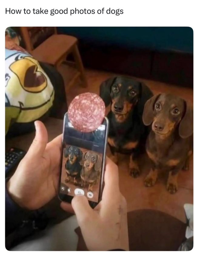 How to take good photos of dogs
