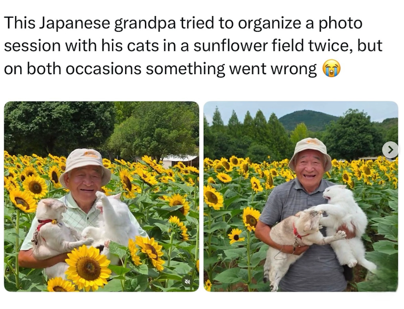 This Japanese grandpa tried to organize a photo session with his cats in a sunflower field twice, but on both occasions something went wrong >