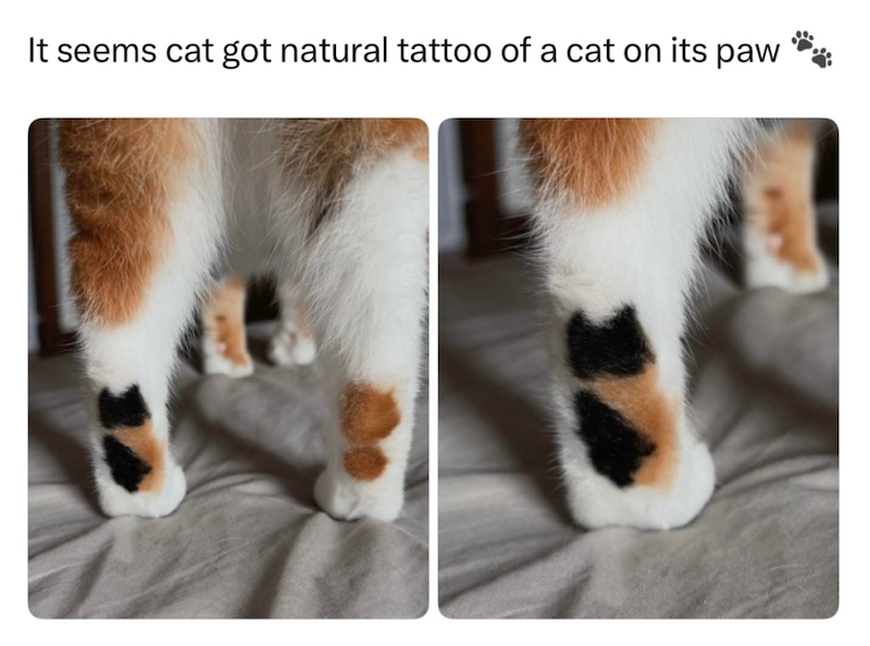 It seems cat got natural tattoo of a cat on its paw