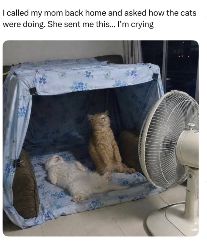 I called my mom back home and asked how the cats were doing. She sent me this... I'm crying