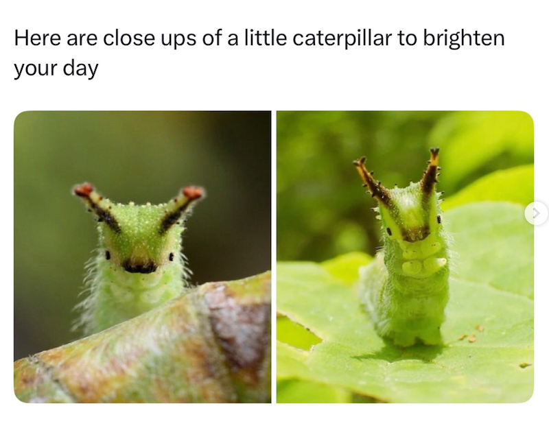 Here are close ups of a little caterpillar to brighten your day
