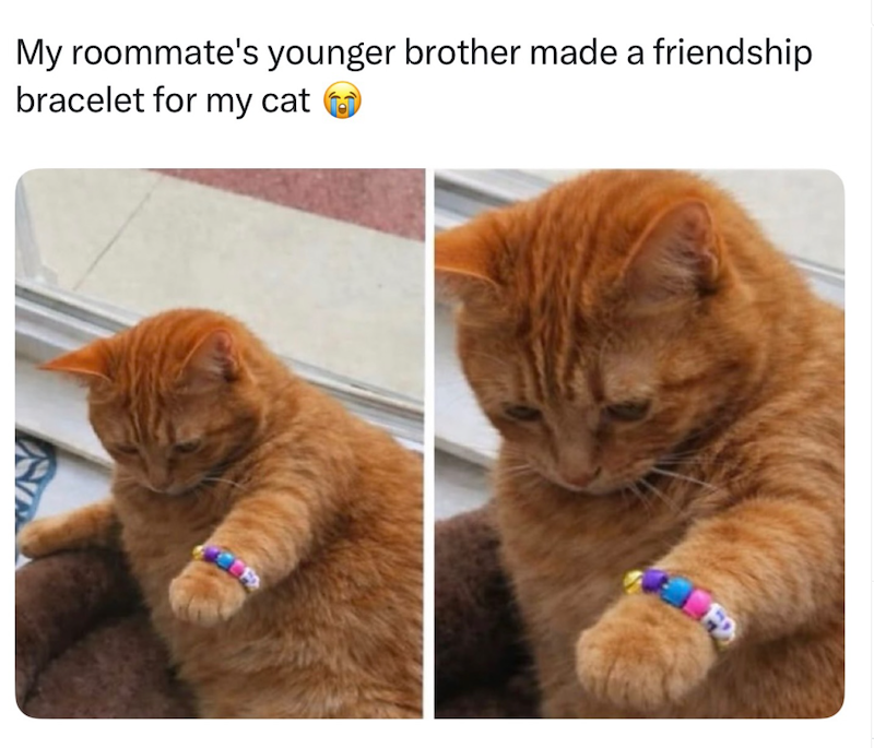 My roommate's younger brother made a friendship bracelet for my cat