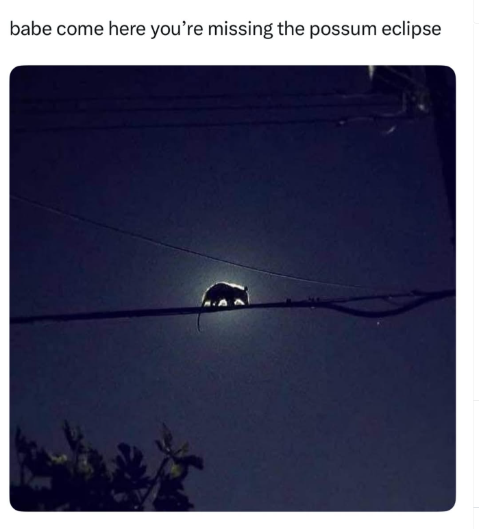 babe come here you're missing the possum eclipse