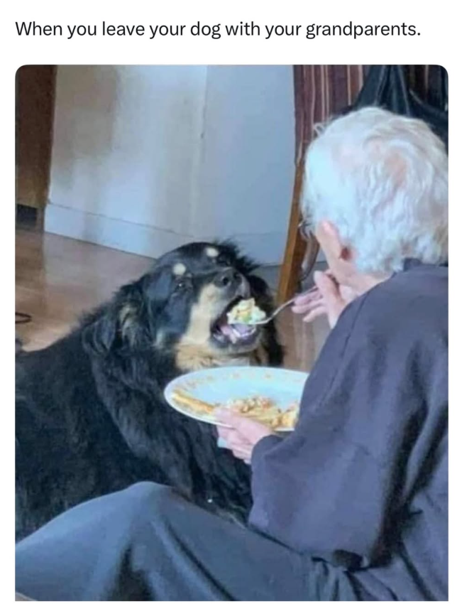 When you leave your dog with your grandparents.