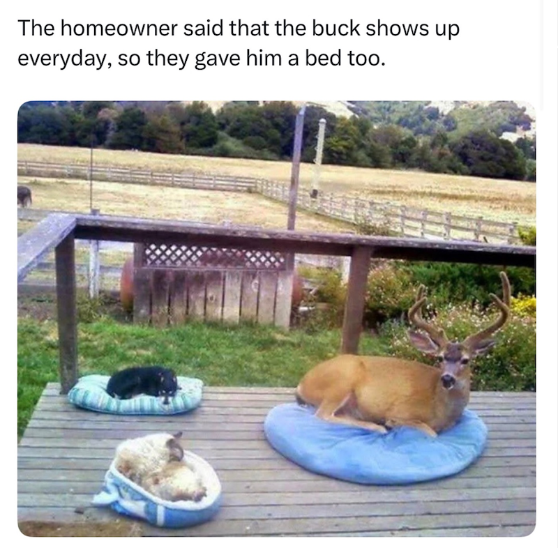 The homeowner said that the buck shows up everyday, so they gave him a bed too.