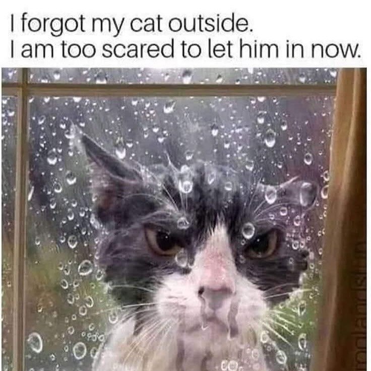 I forgot my cat outside. I am too scared to let him in now. 0980