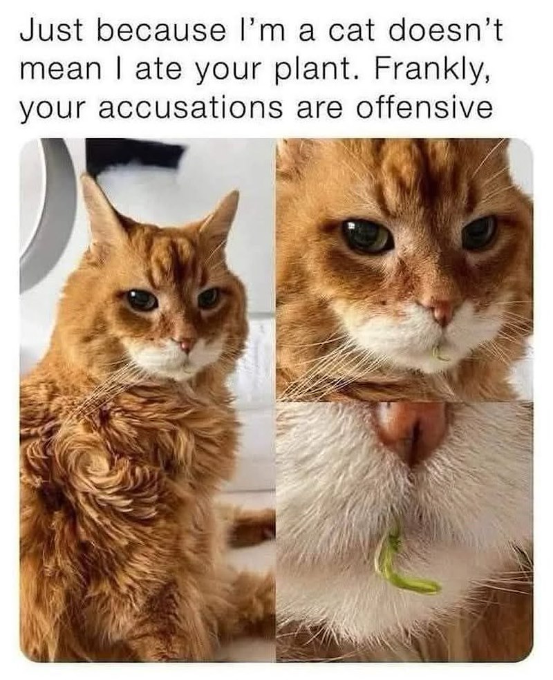 Just because I'm a cat doesn't mean I ate your plant. Frankly, your accusations are offensive