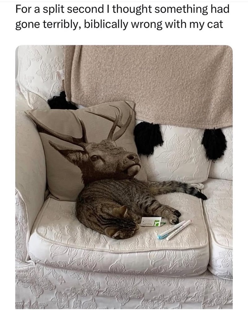 For a split second I thought something had gone terribly, biblically wrong with my cat