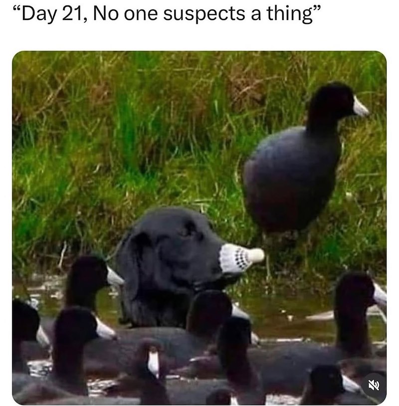 "Day 21, No one suspects a thing"