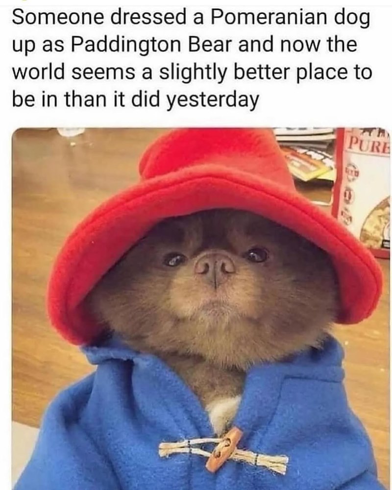 Someone dressed a Pomeranian dog up as Paddington Bear and now the world seems a slightly better place to be in than it did yesterday PURE