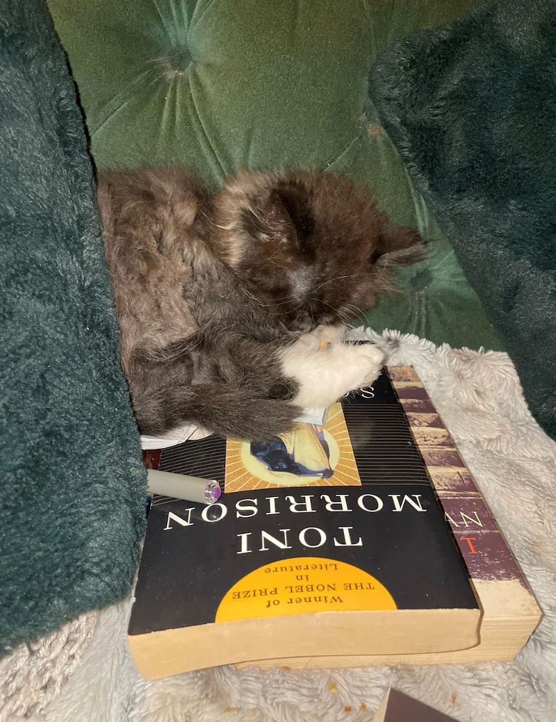 NV Winner of THE NOBEL PRIZE in Literature TONI MORRISON 8