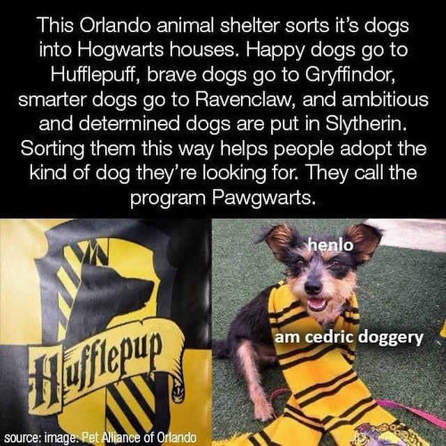 This Orlando animal shelter sorts it's dogs into Hogwarts houses. Happy dogs go to Hufflepuff, brave dogs go to Gryffindor, smarter dogs go to Ravenclaw, and ambitious and determined dogs are put in Slytherin. Sorting them this way helps people adopt the kind of dog they're looking for. They call the program Pawgwarts. Hufflepup source: image: Pet Alliance of Orlando henlo am cedric doggery