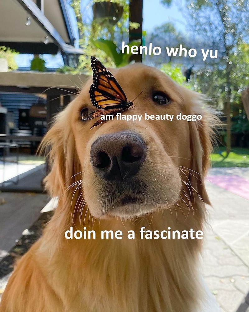 henlo who yu am flappy beauty doggo doin me a fascinate