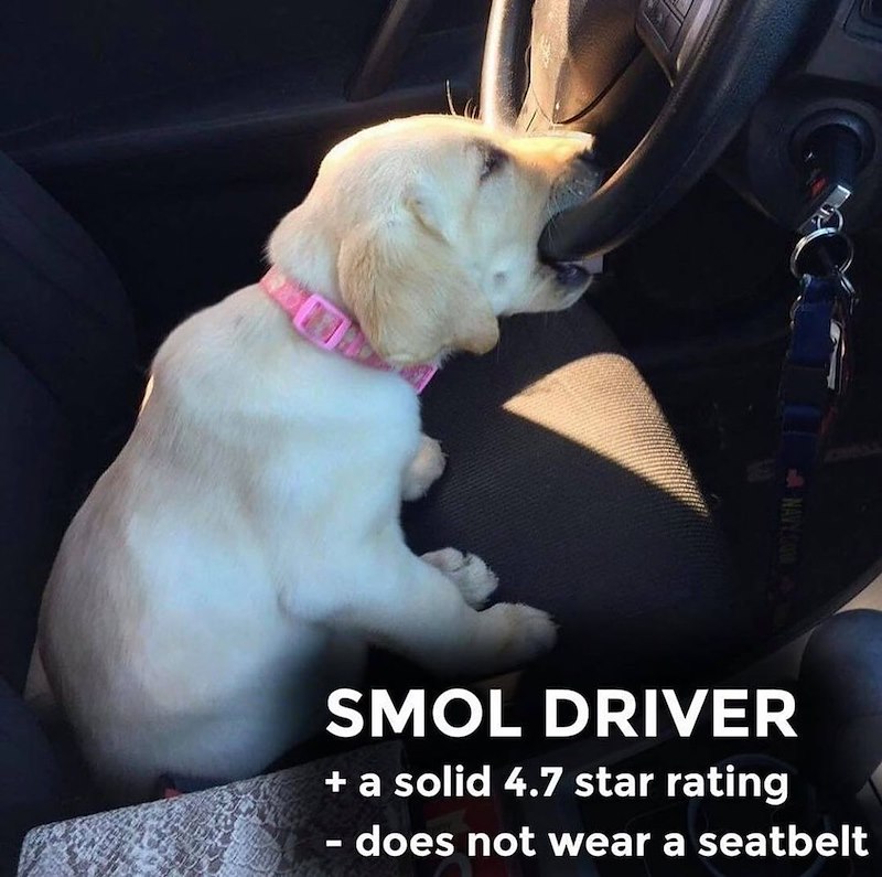 NAVY.COM SMOL DRIVER + a solid 4.7 star rating - does not wear a seatbelt