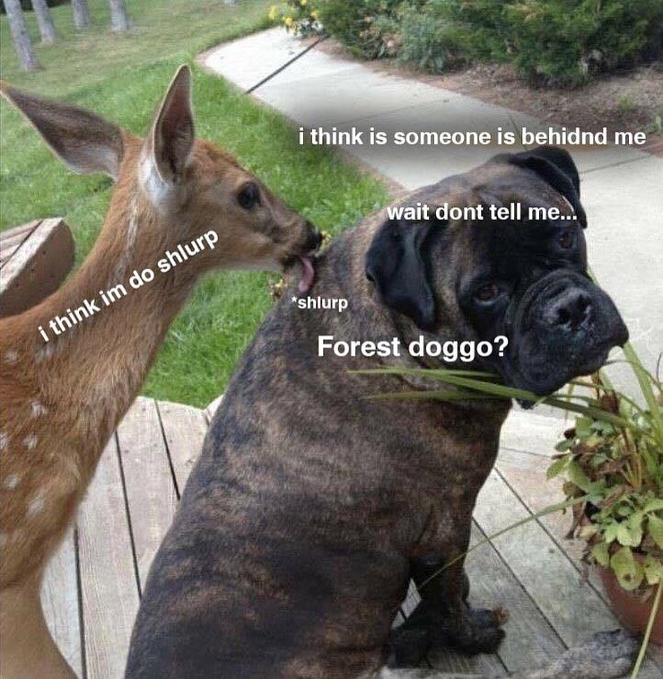 i think im do shlurp i think is someone is behidnd me *shlurp wait dont tell me... Forest doggo?