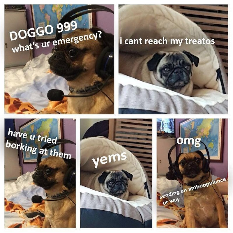 DOGGO 999 what's ur emergency? i cant reach my treatos have u tried borking at them yems VAN omg sending an amboopulance ur way