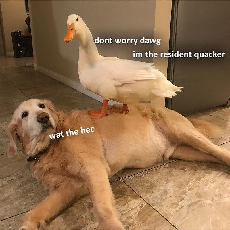 wat the hec dont worry dawg im the resident quacker reatpets