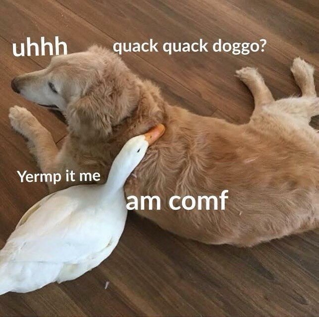 uhhh quack quack doggo? Yermp it me am comf