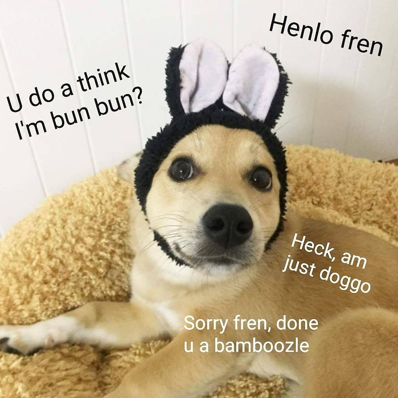 U do a think I'm bun bun? Henlo fren Heck, am just doggo Sorry fren, done u a bamboozle