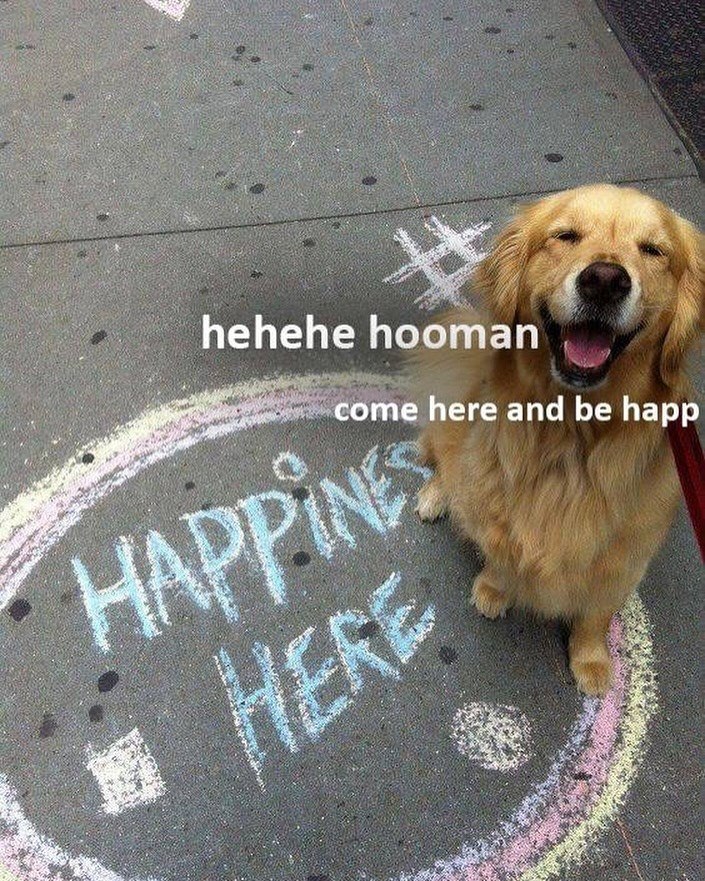 hehehe hooman come here and be happ HAPPINES HERE