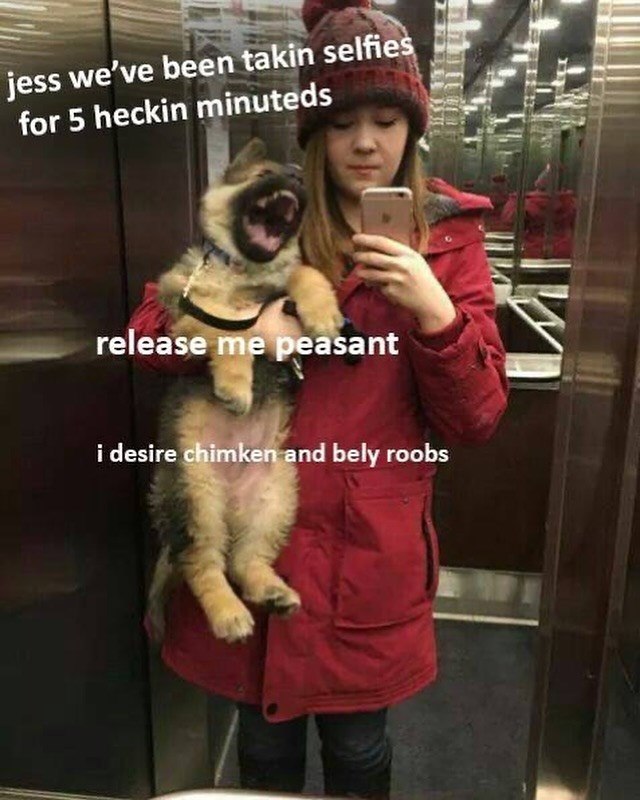 jess we've been takin selfies for 5 heckin minuteds release me peasant i desire chimken and bely roobs