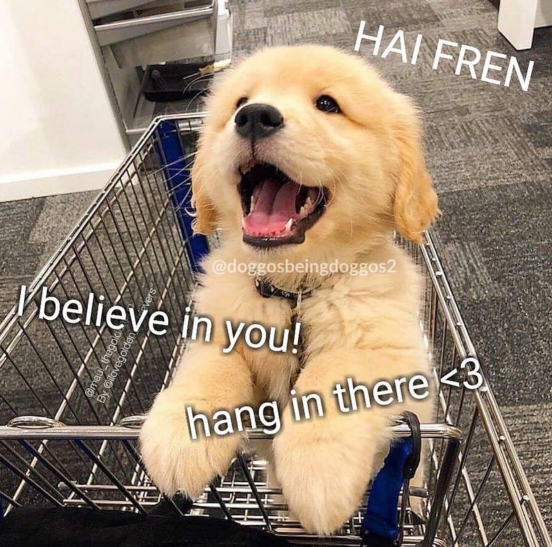 HAI FREN vers @doggosbeingdoggos2 I believe in you! @mau_thegold By @ilovegolden. hang in there <3