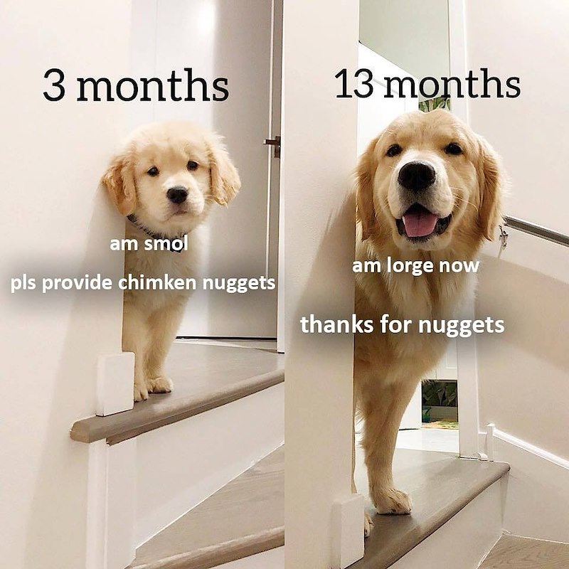 3 months 13 months am smol pls provide chimken nuggets am lorge now thanks for nuggets