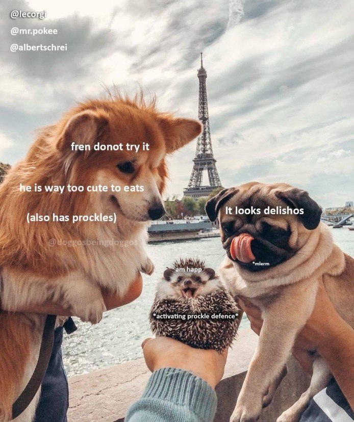 @lecorgi @mr.pokee @albertschrei fren donot try it he is way too cute to eats (also has prockles) @doggosbeingdoggos It looks delishos *mlerm am happ activating prockle defence*