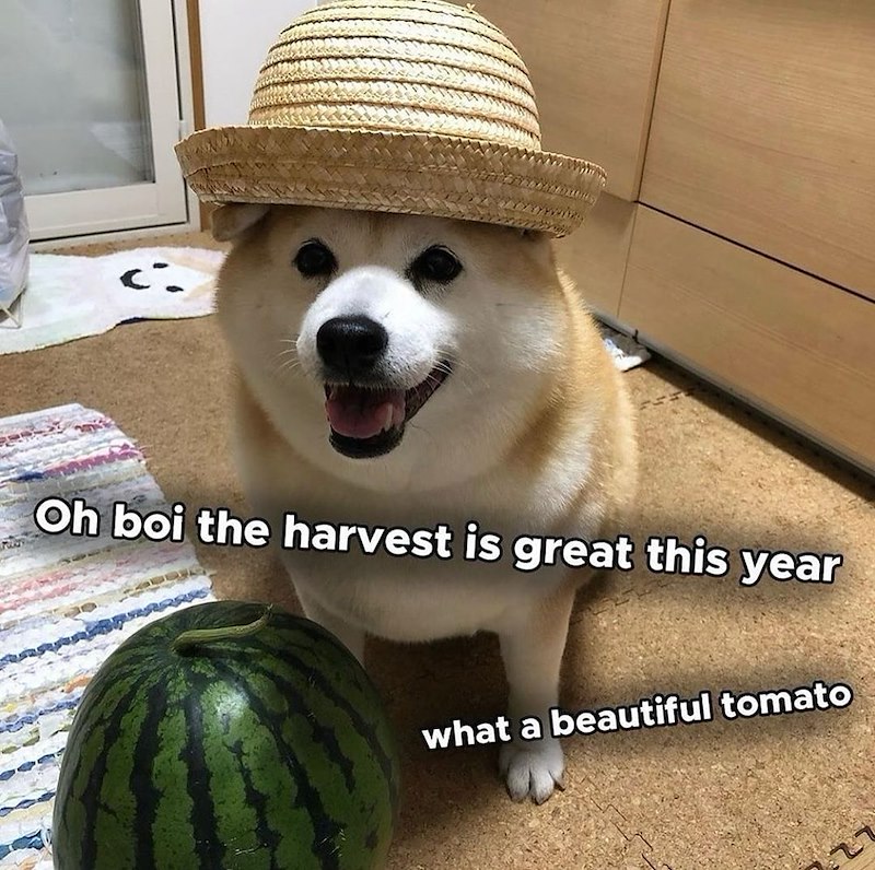 Ci Oh boi the harvest is great this year what a beautiful tomato
